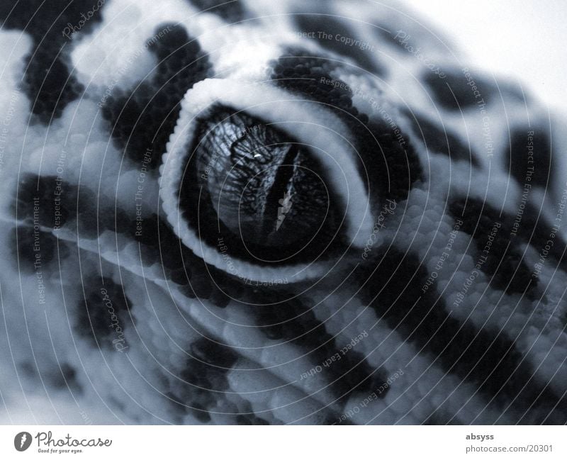 Drachenauge Tier Reptil Monochrom Regenbogenhaut Makroaufnahme Nahaufnahme Auge Blick in die Kamera