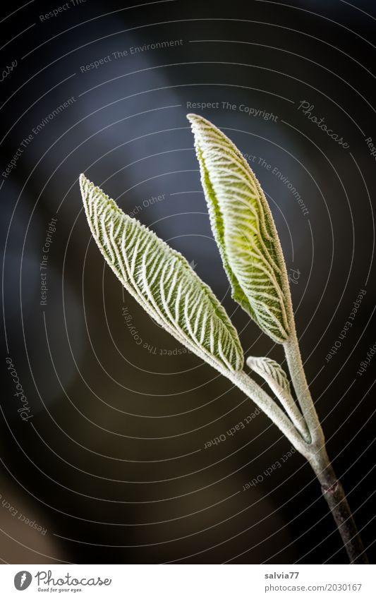 wachsen und gedeihen | Blatt für Blatt Umwelt Natur Pflanze Frühling Sträucher Zweig Blattknospe Wachstum ästhetisch frisch weich braun grün schwarz weiß Beginn