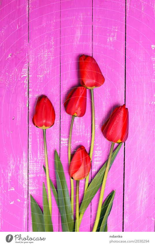 Fünf rote Tulpen auf einer rosa Holzoberfläche schön Pflanze Blume Blatt Blumenstrauß frisch Blütenblatt Vorbau Frühling Hintergrund altehrwürdig Glückwunsch