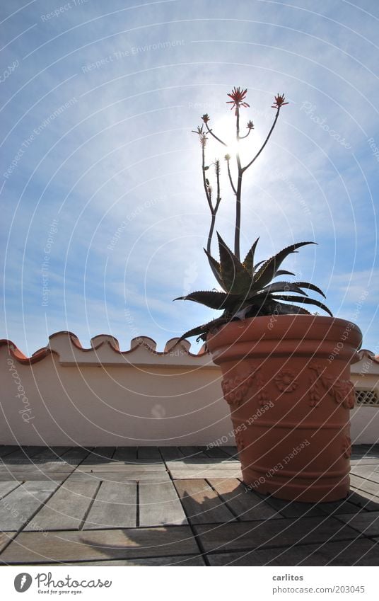 Sonnenblume Dekoration & Verzierung Dachterrasse Geländer Dachziegel Mönch und Nonne Himmel Sonnenlicht Sommer Schönes Wetter Pflanze Topfpflanze Traumhaus