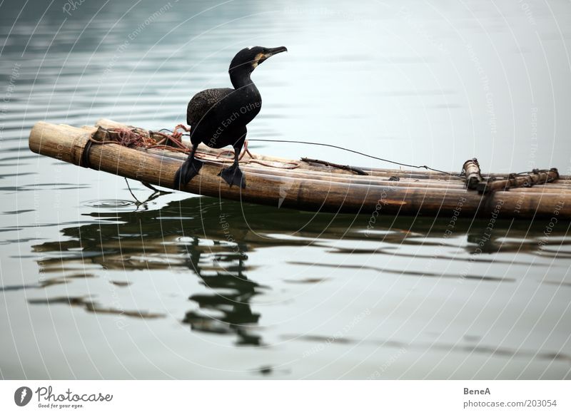 Kormoran Natur Tier Wasser See Bach Fluss Bambusrohr Bambusboot Nutztier Vogel 1 sitzen warten Farbfoto Außenaufnahme Menschenleer Textfreiraum unten Tag