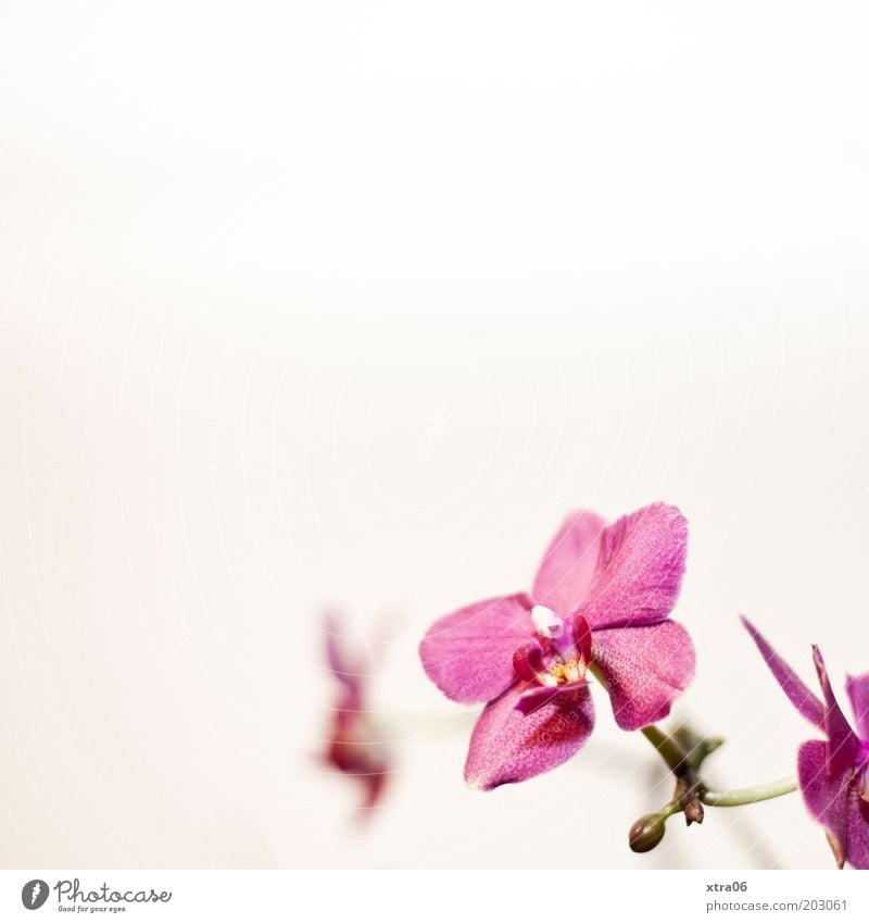 blüten im eck Pflanze Blume Orchidee Blüte Topfpflanze exotisch ästhetisch schön Blütenknospen rosa Farbfoto Innenaufnahme Nahaufnahme Textfreiraum links