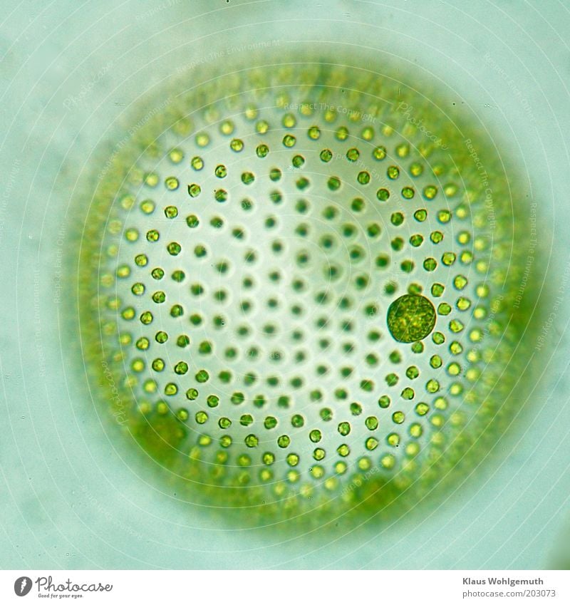 Mystic sphere Pflanze Grünpflanze exotisch fantastisch blau grün Mikroskop Farbfoto Experiment Strukturen & Formen Menschenleer Blitzlichtaufnahme Unschärfe