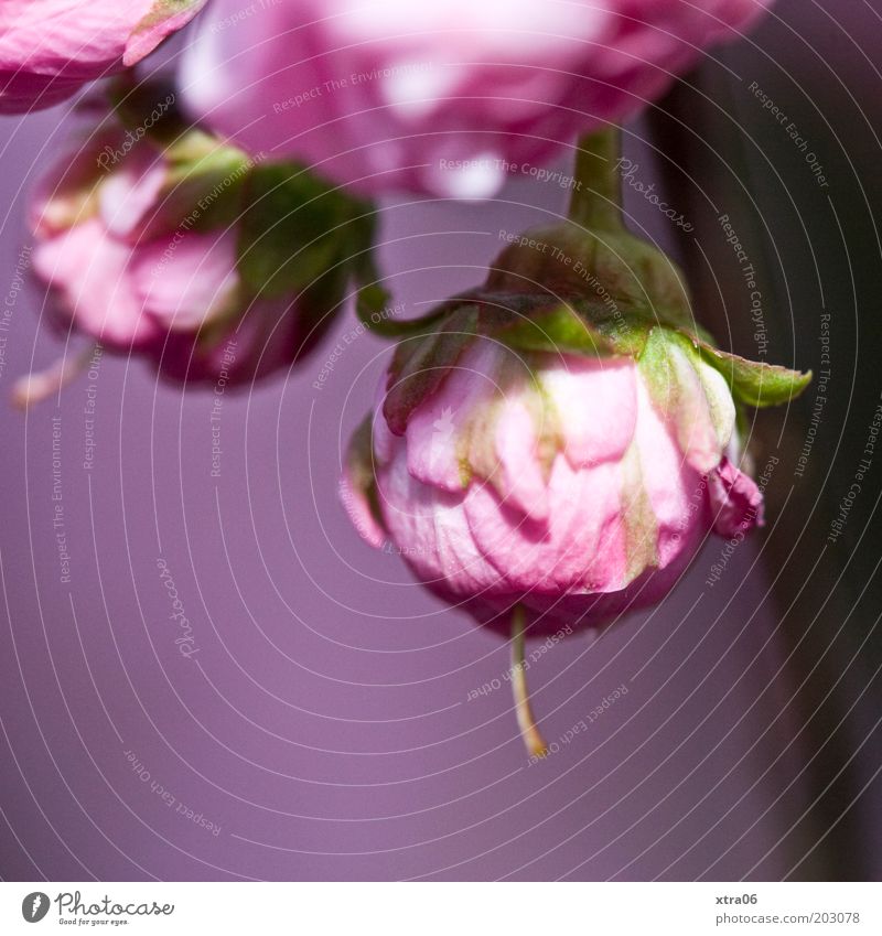 rosa in rosa Natur Pflanze Blume Blüte Farbfoto Außenaufnahme Nahaufnahme Textfreiraum unten