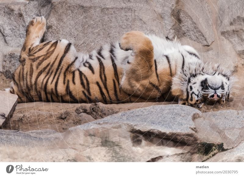 total entspannt Tier Tiergesicht Fell Pfote 1 schlafen träumen braun grau Tiger Erholung Bettvorleger Farbfoto Außenaufnahme Nahaufnahme Menschenleer
