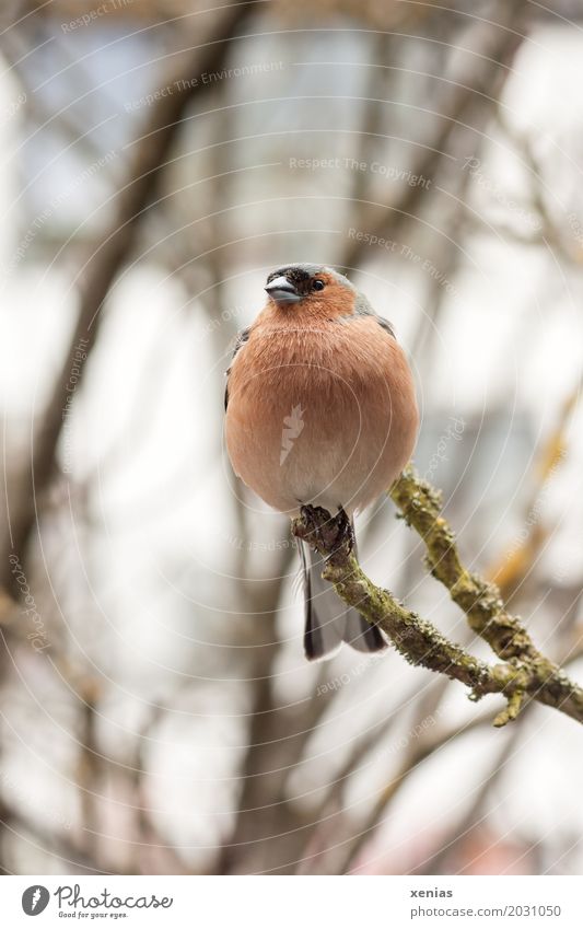 Buchfink sitzt auf einem Ast und schaut in die Kamera Vogel Tier Garten Park hocken sitzen Baum braun rot chaffinch Nahaufnahme Schwache Tiefenschärfe
