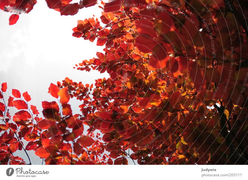 Rote Symphonie Umwelt Natur Pflanze Himmel Sommer Herbst Schönes Wetter Baum Blatt Rotbuche Buche Wald leuchten exotisch gigantisch natürlich schön rot Kraft