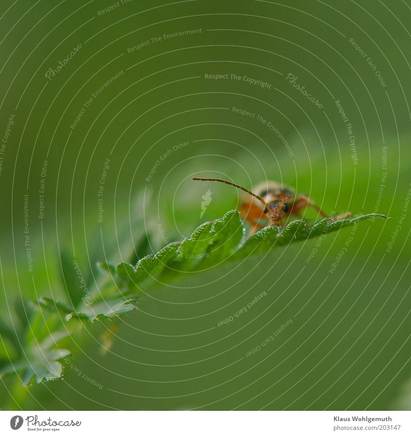 Käfer sitzt auf der Spitze eines Rainfanrblattes Sommer Pflanze Blatt Wildpflanze Gefleckter Schierling Tier 1 beobachten warten braun grün violett rot schwarz