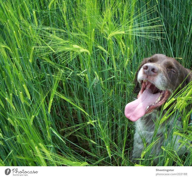 Ein Hund im Kornfeld Frühling Wärme Pflanze Grünpflanze Feld Tier Haustier Tiergesicht 1 sitzen lang braun grün weiß Pause Farbfoto Textfreiraum links Tag