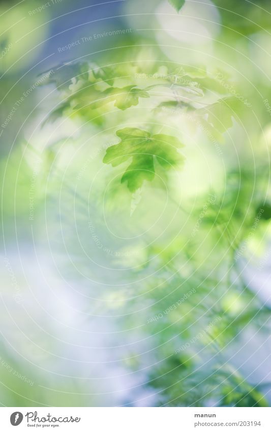 diffus elegant Design Wellness harmonisch ruhig Natur Frühling Sommer Baum Ahornblatt fantastisch positiv blau grün ästhetisch Farbfoto Nahaufnahme Experiment