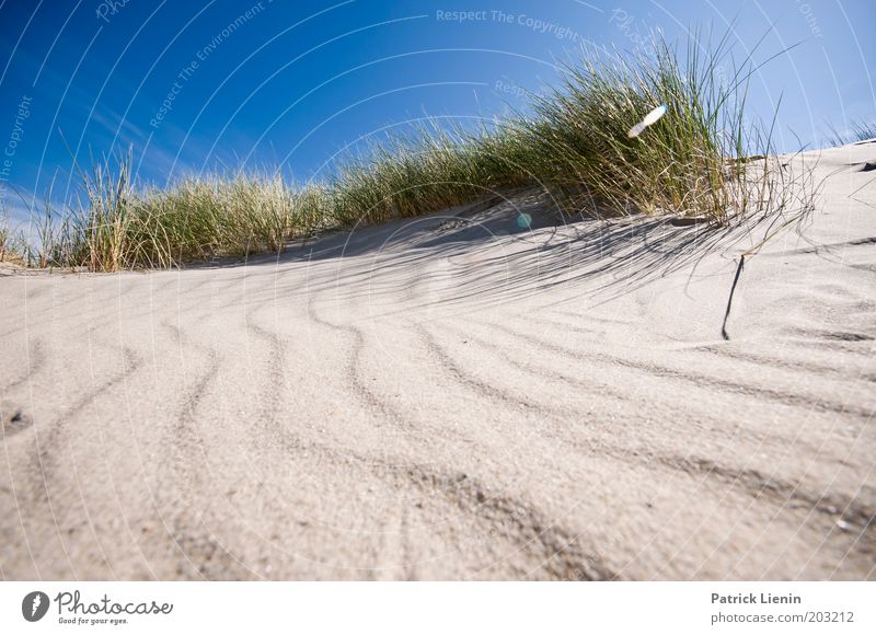 wie das Land, ... Umwelt Natur Pflanze Sand Luft Himmel Wolkenloser Himmel Sonne Sommer Wetter Schönes Wetter Küste Strand Meer Insel Spiekeroog strandhafer
