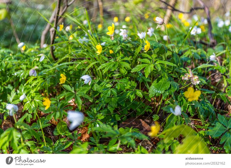 frühling Pflanze Frühling Schönes Wetter Blume Wald Gefühle Zufriedenheit Lebensfreude Frühlingsgefühle Gelassenheit geduldig ruhig Märzenbecher