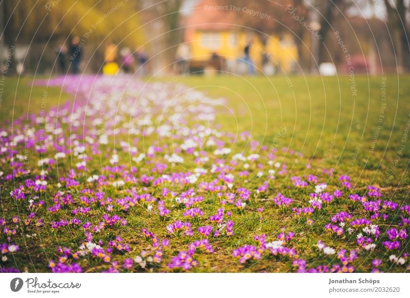 Frühlingswiese III Erholung Sommer Haus Garten Blume Blüte Park Wiese Wachstum klein viele gelb violett rosa Idylle Blumenmeer Blumenteppich Ente Erfurt