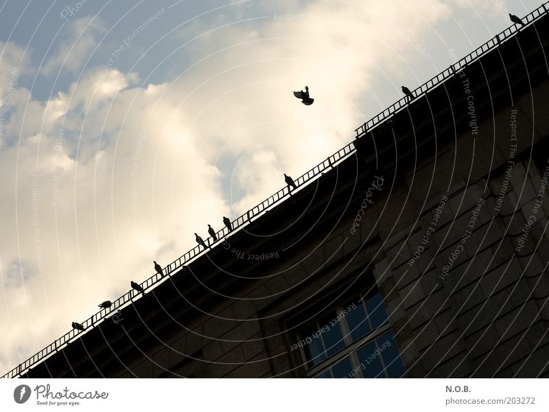 Friedensflieger Himmel Wolken Bauwerk Fassade Dachrinne Tier Taube Tiergruppe Friedenstaube fliegen friedlich Farbfoto Außenaufnahme Menschenleer