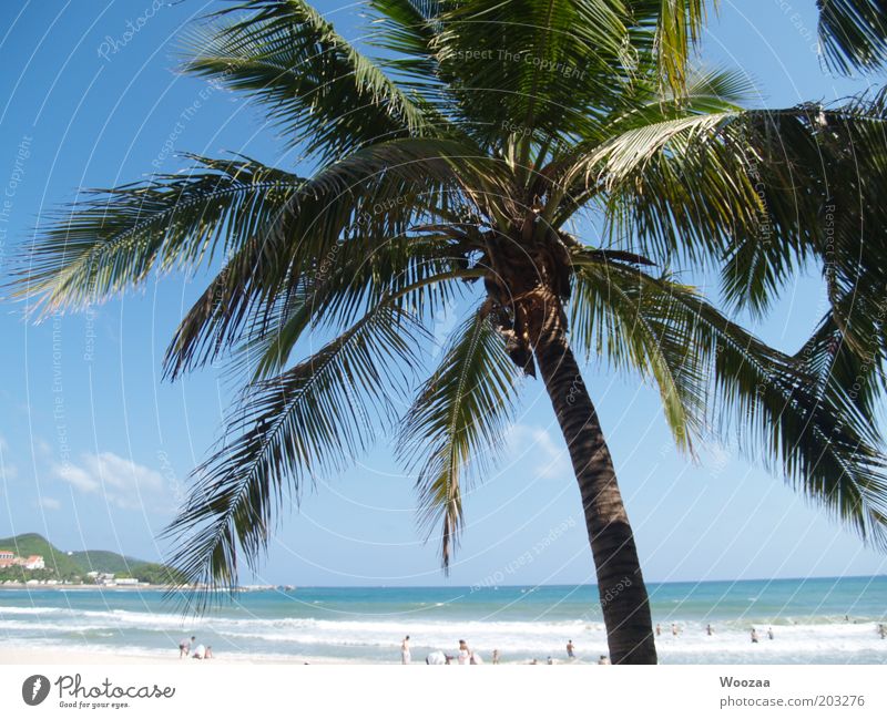 Sanya PalmBeach Mensch Menschengruppe Sommer Schönes Wetter Wärme Strand Insel Hainan Schwimmen & Baden Erholung liegen träumen exotisch heiß schön blau