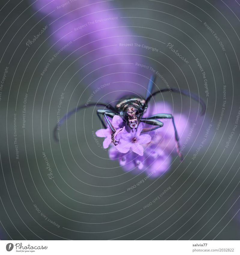 nach oben Natur Pflanze Tier Blume Lavendel Garten Käfer Tiergesicht Moschusbock Insekt Blühend Duft krabbeln violett Fühler Farbfoto Außenaufnahme