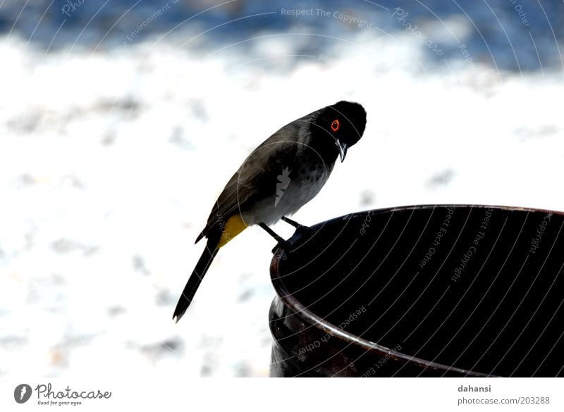 Neugierde trifft auf Schwarzes Loch Tier Wildtier Vogel 1 beobachten entdecken Blick frech frei Nervosität Natur Farbfoto Nahaufnahme Menschenleer Tag