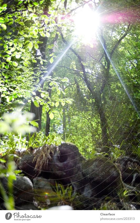 Hobbithausen Umwelt Natur Sonnenlicht Sommer Schönes Wetter Pflanze Baum Moos Wald entdecken träumen urig Waldboden Der kleine Hobbit geheimnisvoll Verhext