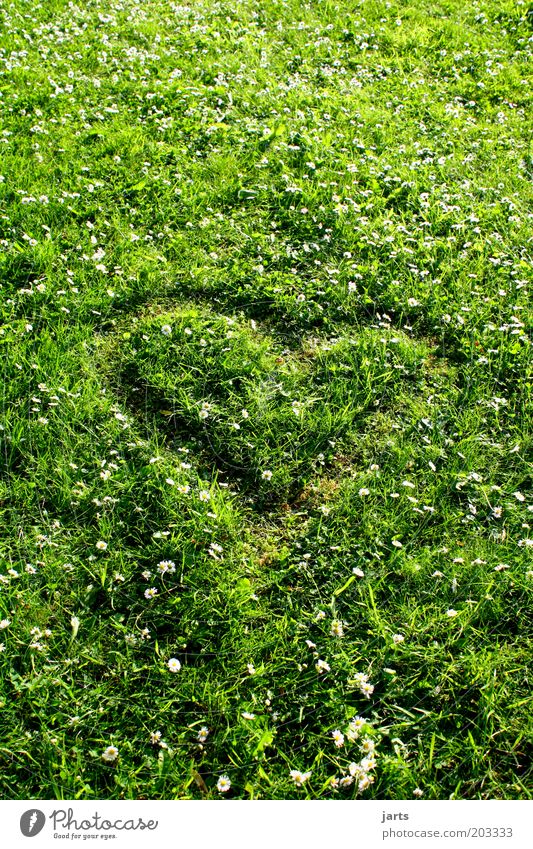 green love Natur Frühling Sommer Schönes Wetter Gras Wiese Zeichen Herz natürlich grün Verliebtheit Umweltschutz Klimaschutz mehrfarbig Außenaufnahme