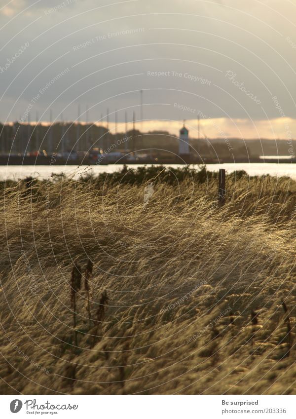 Abendsonne über Arö Dänemark Natur Landschaft Pflanze Wasser Himmel Wolken Sonnenlicht Sommer Wetter Wind Regen Gras Wiese Küste Seeufer Ostsee Insel