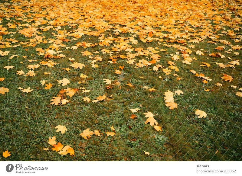 blattverlauf Umwelt Natur Pflanze Herbst Klima Gras Park Wiese trist unten gelb grün Verfall Vergänglichkeit verlieren Blatt Herbstlaub herbstlich Boden Verlauf