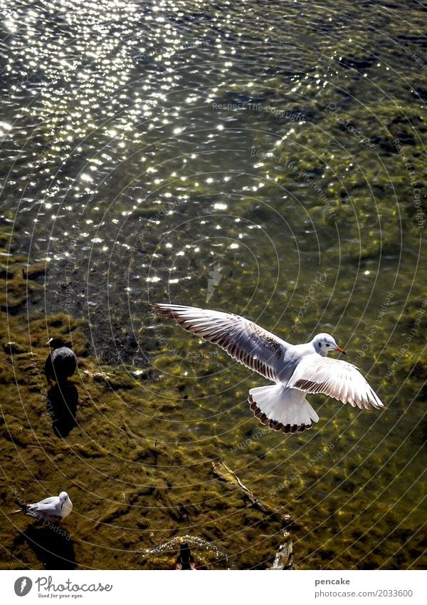 luftikus Urelemente Wasser Schönes Wetter Seeufer Bucht Tier Wildtier Vogel fliegen Möwe Luftaufnahme Flügel Wellen Bodensee Farbfoto Außenaufnahme