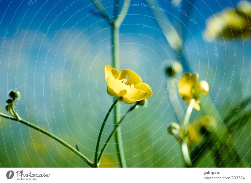 Sommer satt Umwelt Natur Pflanze Blume Sträucher Wildpflanze Hahnenfuß natürlich blau mehrfarbig gelb grün Außenaufnahme Nahaufnahme Menschenleer Tag