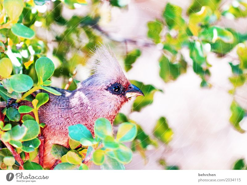mousebird Ferien & Urlaub & Reisen Tourismus Ausflug Abenteuer Ferne Freiheit Safari Natur Pflanze Tier Baum Sträucher Blatt Südafrika Wildtier Vogel