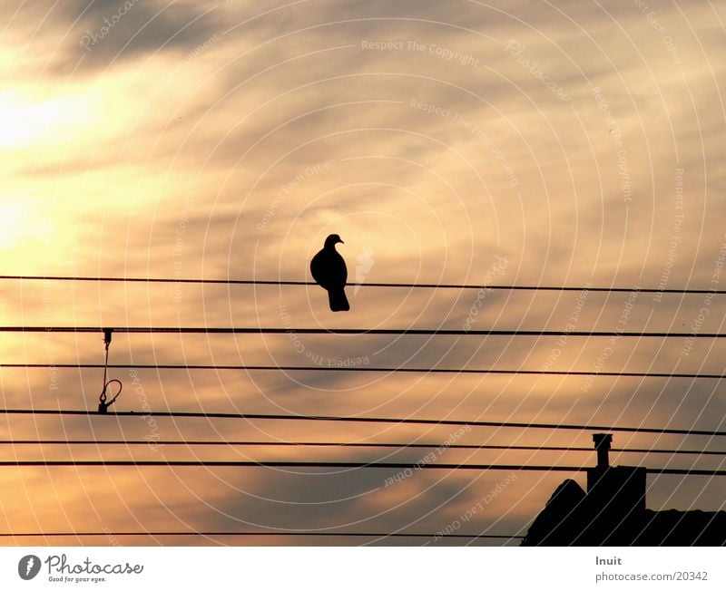 Vogel auf dem Drahtseil Taube Oberleitung Eisenbahn Gegenlicht Abenddämmerung Stimmung