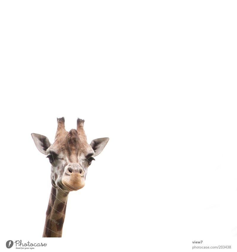 Jürgen Meinhardt Tier Wildtier Tiergesicht Zoo Giraffe 1 beobachten Denken entdecken Blick ästhetisch authentisch hoch Neugier niedlich oben positiv schön weiß