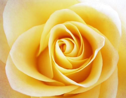 Rose 02 Rosenblüte Blüte gelb Detailaufnahme