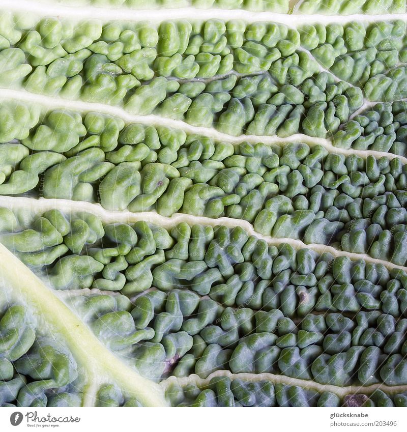 wirsing Gemüse Blatt frisch natürlich grün Farbfoto Nahaufnahme Detailaufnahme Makroaufnahme Strukturen & Formen Wirsing Vitamin Lebensmittel Tag