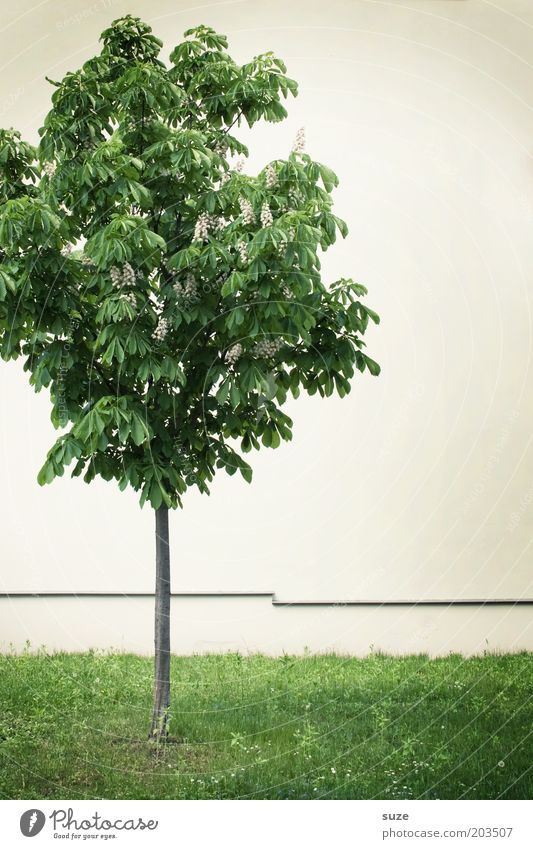 Stadtkind Umwelt Natur Pflanze Baum Wiese Mauer Wand stehen Wachstum einfach klein dünn grün weiß Einsamkeit Kastanienbaum einzeln nachhaltig Rasen Fassade