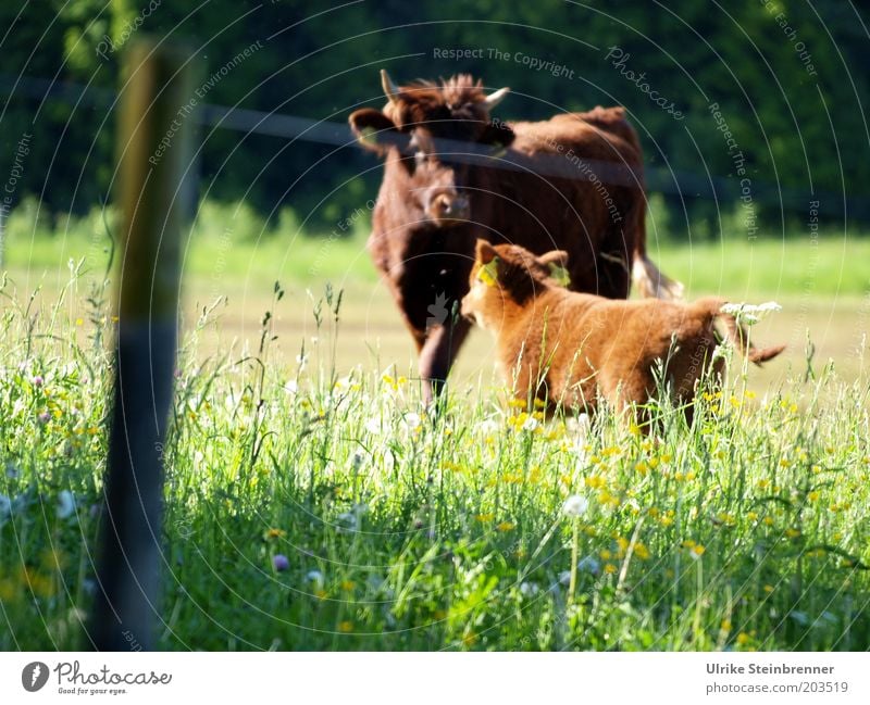 Kuhmutter blickt auf ihr Kalb Natur Gras Wiese grün Rind Schottisches Hochlandrind Schottland Weide Zaun Vieh Viehzucht Freilandhaltung Horn Nachkommen Pfosten
