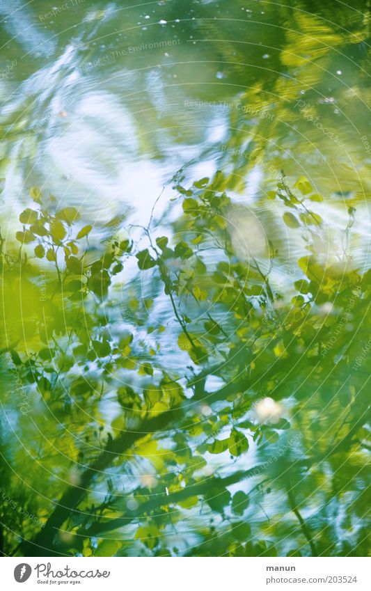Wasserspiegel Wellen Natur Frühling Sommer Blatt Wald Seeufer Teich ästhetisch frisch positiv blau grün Idylle Umweltschutz Außenaufnahme Strukturen & Formen