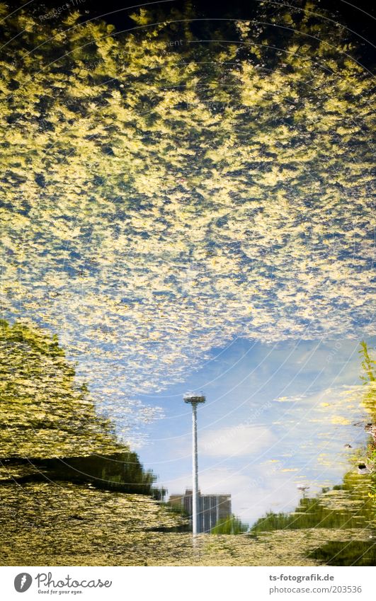 Gelbe Wollmäuse greifen an! Wasser Himmel Wolken Frühling Sommer Pflanze Seeufer Teich Wasseroberfläche Oberfläche Wasserspiegelung Luftspiegelung Algen