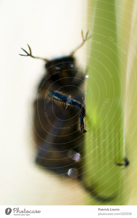 Alien [2] Tier hängen Käfer Insekt Fühler dunkel unheimlich Außerirdischer Blick Natur Sommer nah klein Umwelt geheimnisvoll Farbfoto Makroaufnahme Menschenleer