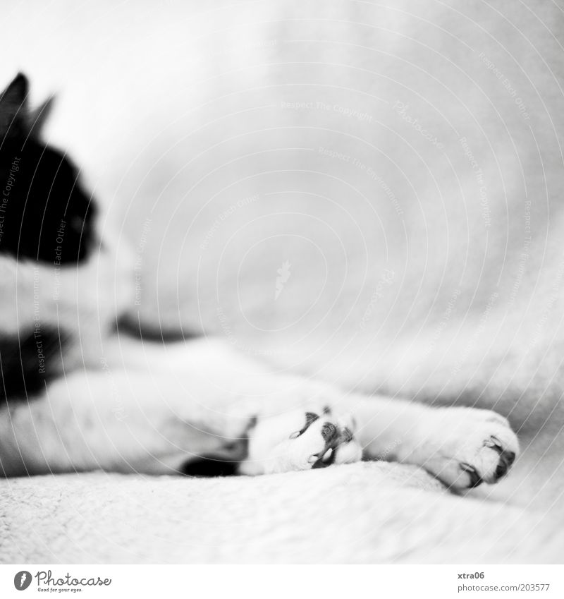 ein Kater namens Wolfgang Tier Haustier Katze 1 Trägheit Pfote Fell Krallen faulenzen Erholung Schwarzweißfoto Innenaufnahme Textfreiraum rechts