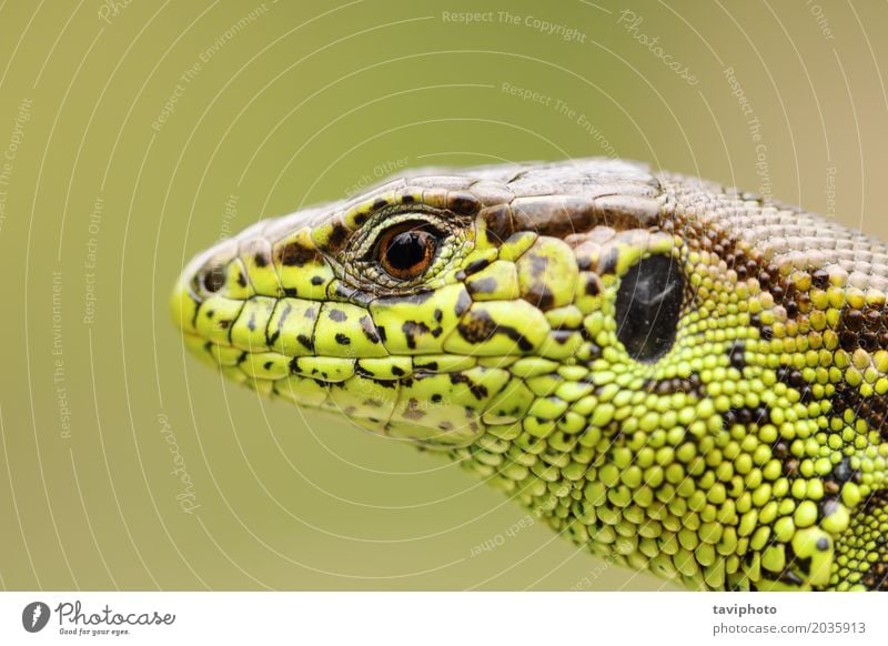 ausführliches Porträt der Sandeidechse schön Haut Gesicht Mann Erwachsene Umwelt Natur Tier klein natürlich wild braun grün Farbe Tierwelt agilis lacerta Lizard