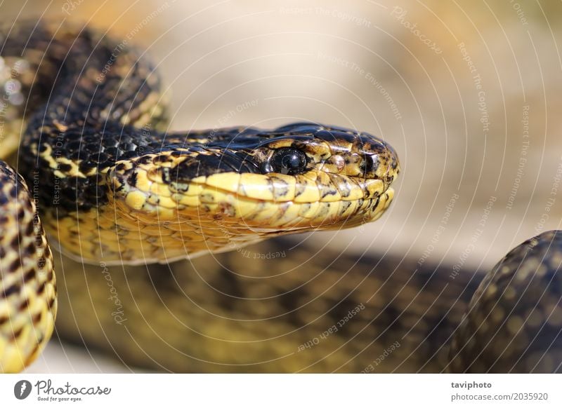 Makroporträt der schönen europäischen Schlange Erwachsene Mund Natur Tier groß natürlich wild braun gefährlich Reptil Tierwelt vergehen Sauromate befleckt