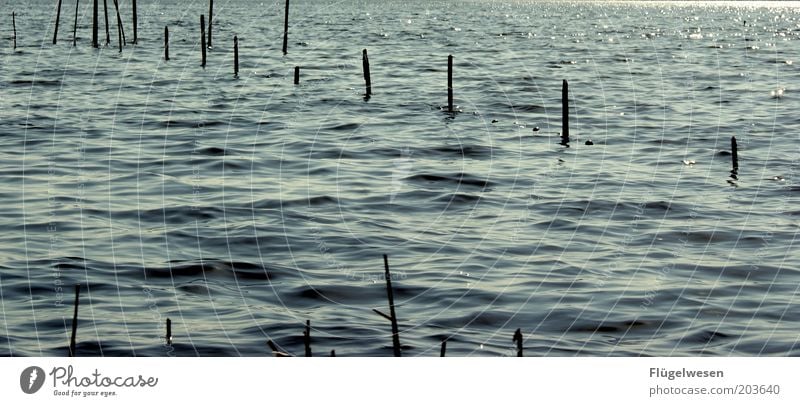 In See stechen Wellen Küste Seeufer Nordsee Ostsee Meer Fluss fangen Schutz Reuse Netz Fischereiwirtschaft Kescher Farbfoto Tag Menschenleer