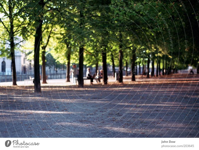 Eine Straße, viele Bäume (...) Freizeit & Hobby Tourismus Sightseeing Städtereise Mensch Schönes Wetter Pflanze Baum Park Berlin Allee Schatten Spaziergang