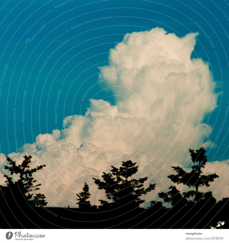 Wolke 7 Himmel Wolken blau schwarz weiß Kumulus auftürmen Nadelbaum Silhouette Wetter Farbfoto Außenaufnahme Menschenleer Textfreiraum oben