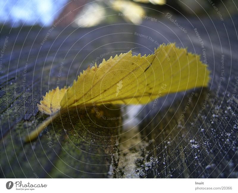 Herbstblatt Blatt Sägezahn gelb Gegenlicht Nahaufnahme