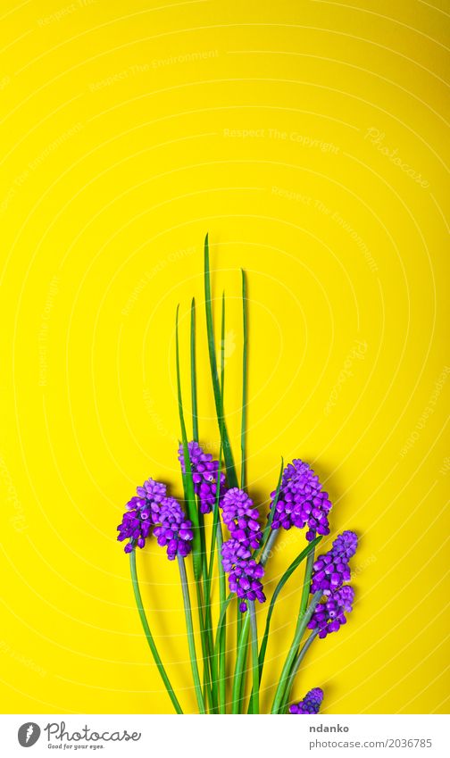 Frühlingsblumen auf einer gelben Oberfläche schön Sommer Dekoration & Verzierung Muttertag Natur Pflanze Blume Blatt Blüte Blumenstrauß frisch hell grün violett