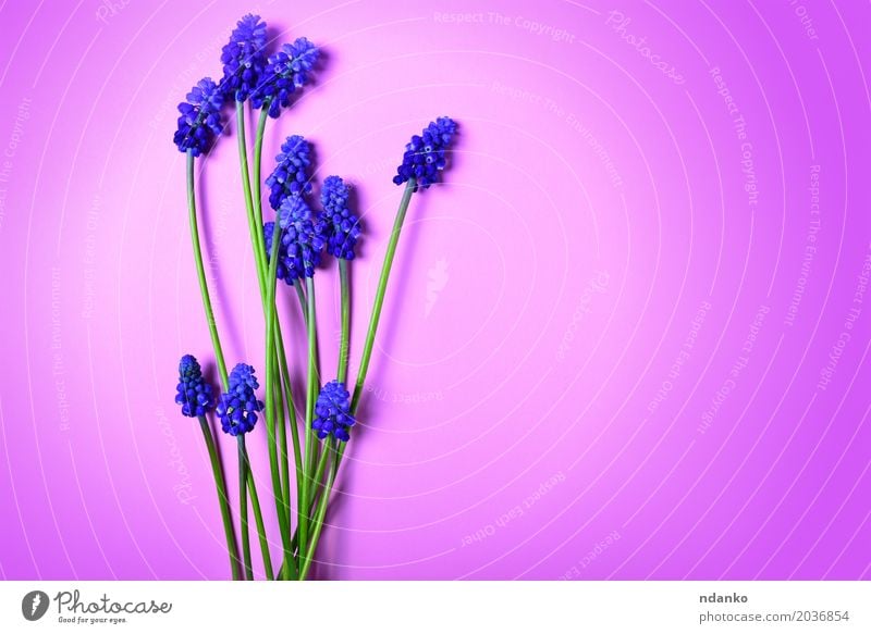 Blauer Frühling blüht auf einer rosa Oberfläche Sommer Valentinstag Muttertag Natur Pflanze Blume Blüte Blumenstrauß frisch hell natürlich blau grün geblümt