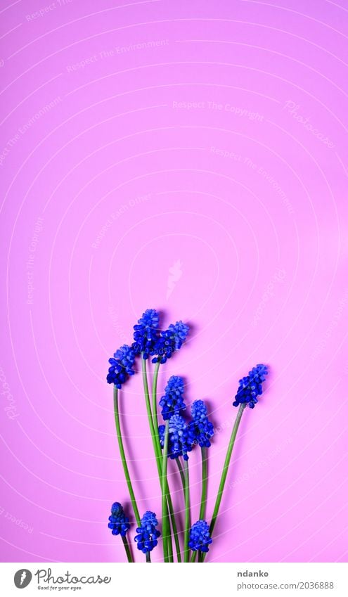 Blauer Frühling blüht auf einer rosa Oberfläche Valentinstag Muttertag Geburtstag Pflanze Blume Blumenstrauß Duft hell blau Hintergrund Klingel Blütenstand