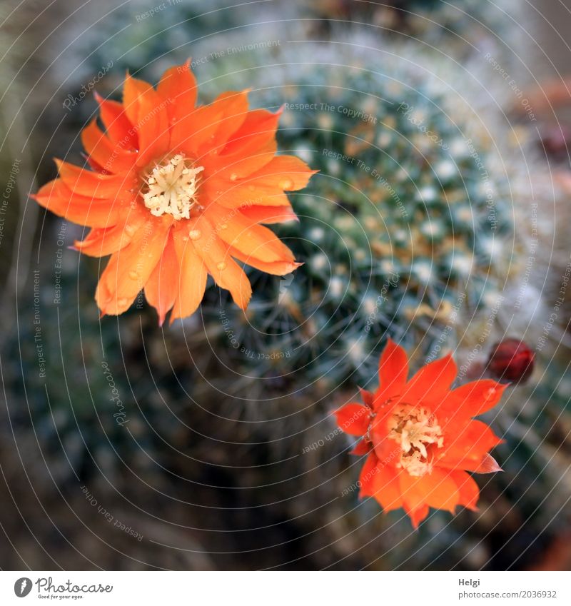 Kaktusblüten Pflanze Wassertropfen Blüte Blütenknospen Stachel Blühend Wachstum ästhetisch außergewöhnlich schön einzigartig klein natürlich Spitze grün orange