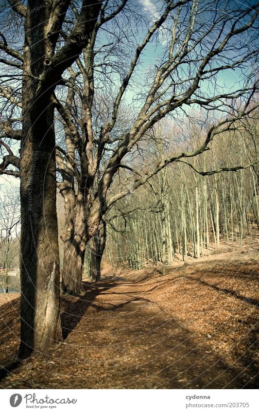 Kurz bevor Erholung ruhig Umwelt Natur Landschaft Herbst Baum Park Wald Vergänglichkeit Wandel & Veränderung Wege & Pfade Zeit kalt Luft Farbfoto Außenaufnahme