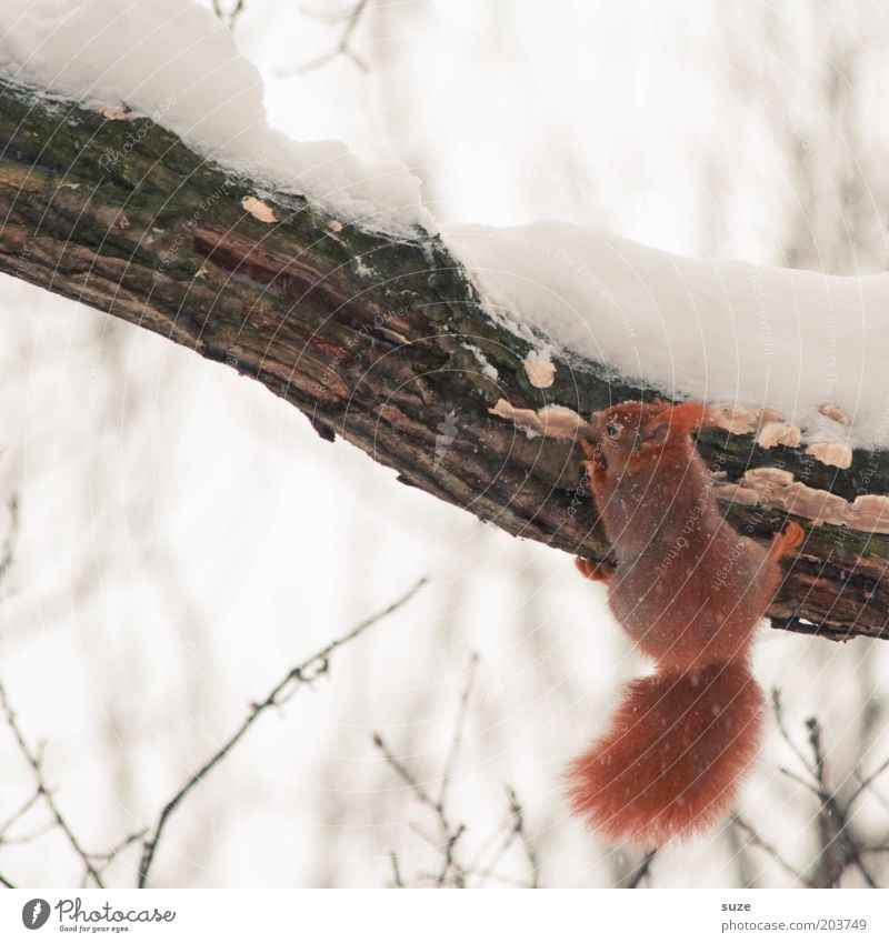 Hang Loose Umwelt Natur Tier Winter Eis Frost Schnee Baum Fell Wildtier Eichhörnchen Nagetiere 1 hängen kalt klein natürlich niedlich rot weiß Ast Tierschutz